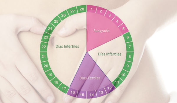 Calendario ciclo de la menstruacion