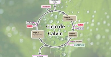 Ciclo de Calvin