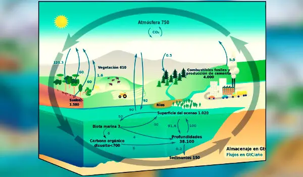 ciclo del carbono