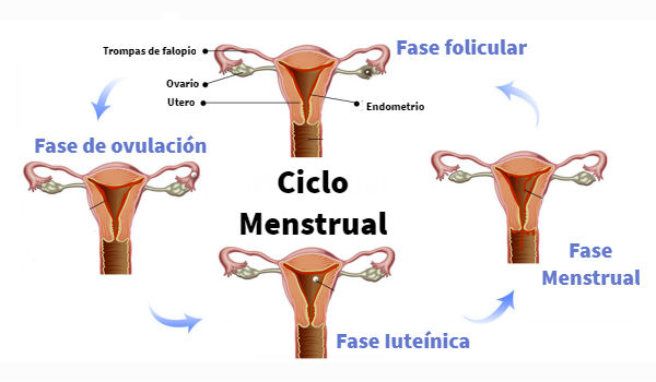 Etapas del Ciclo menstrual
