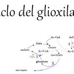 Ciclo del glioxilato