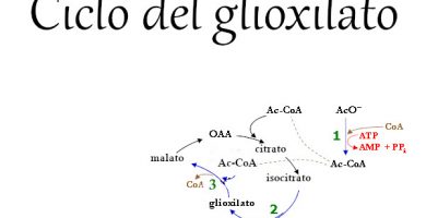 Ciclo del glioxilato